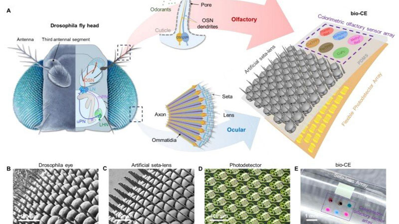 China ha desarrollado un “ojo mosca” para drones que proporciona visión panorámica y sensor de olores