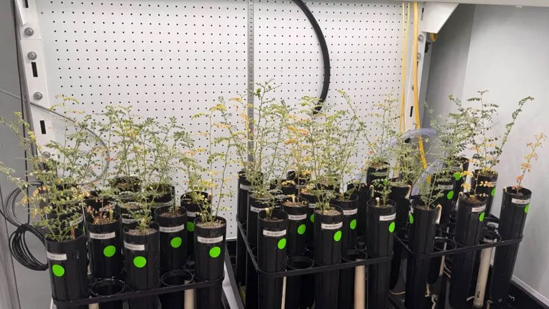 Los científicos cultivan guisantes en suelo lunar artificial, pero no se atreven a probarlo como sopa